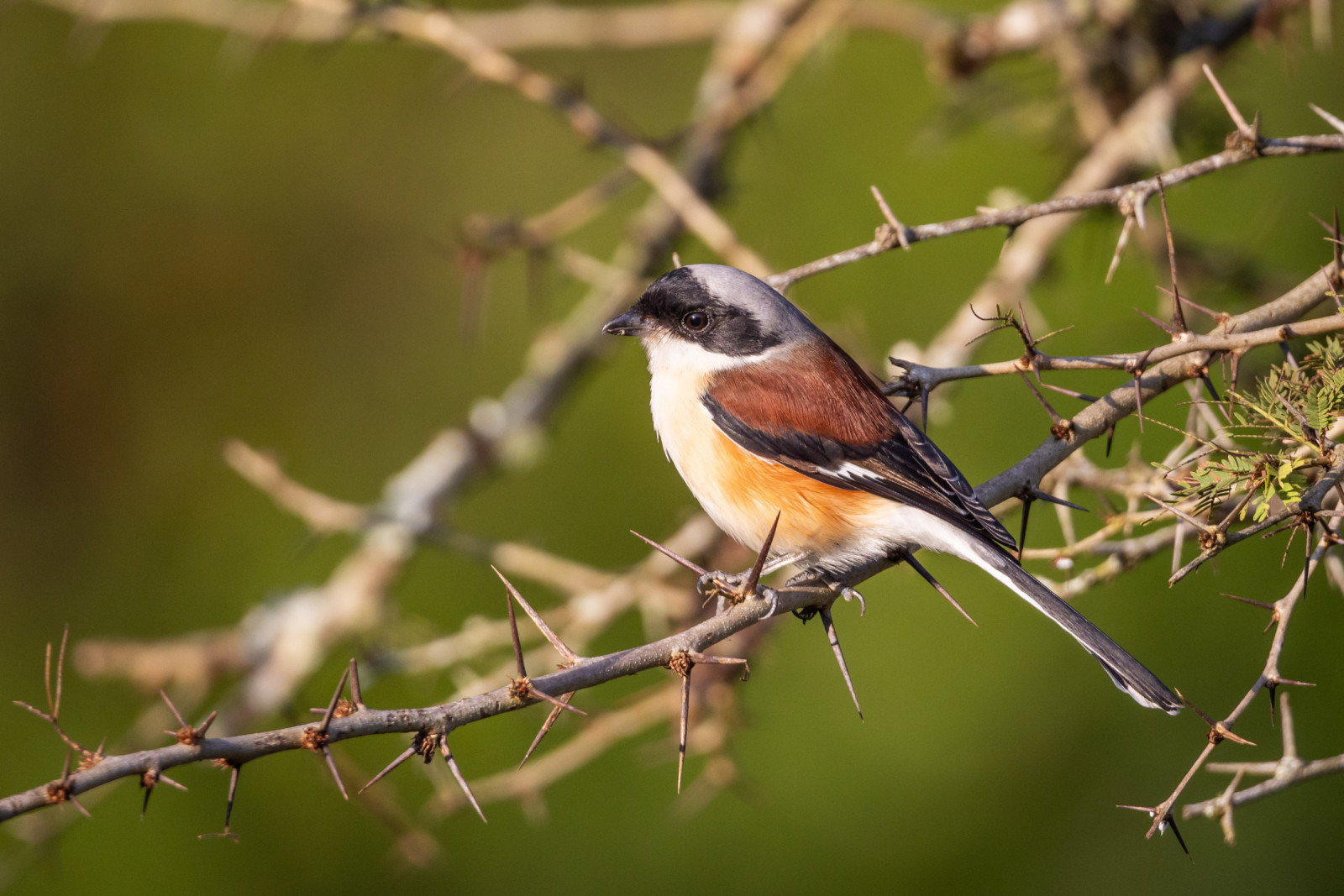 image Bay-backed Shrike